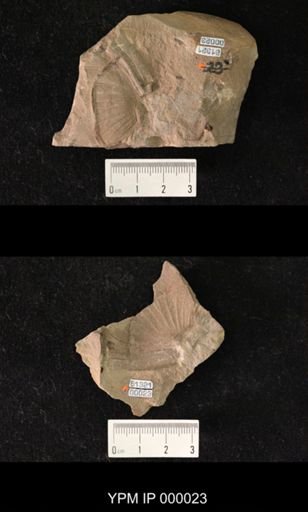 Ametretus laevis