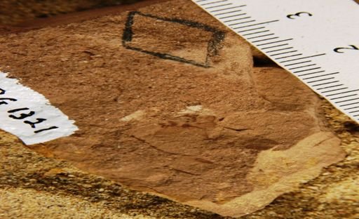 Antholithes asterias