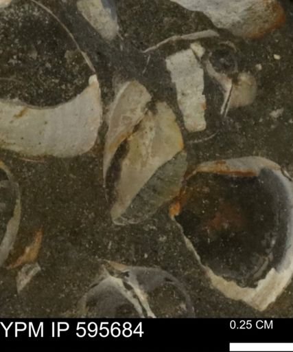 Protocardia sp.