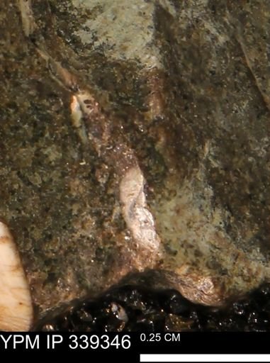undet. Mollusca