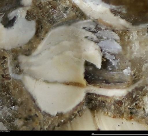Corbulamella gregaria
