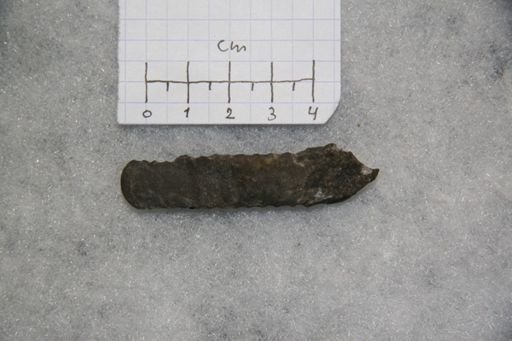 Vaginoceras piscator