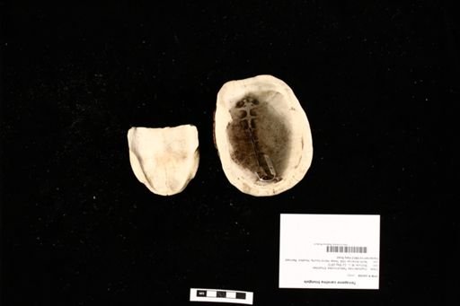 Terrapene carolina triunguis