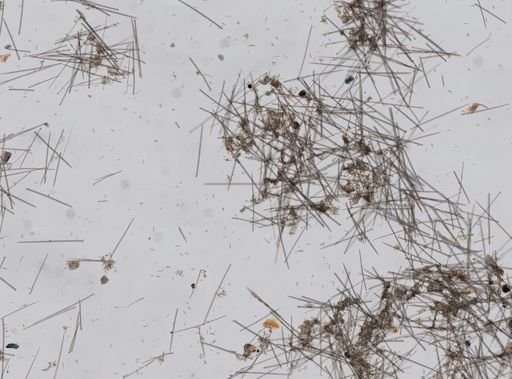 Suberites compactus