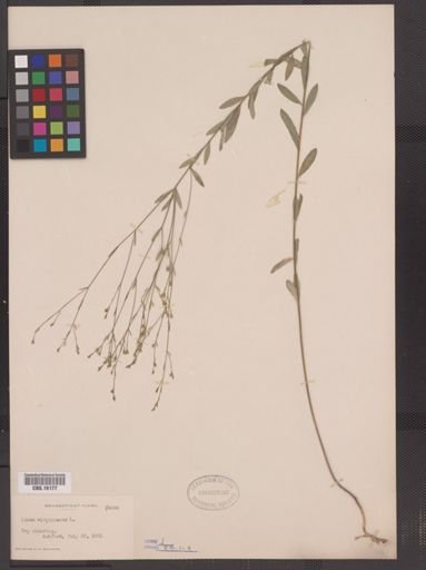 Linum virginianum