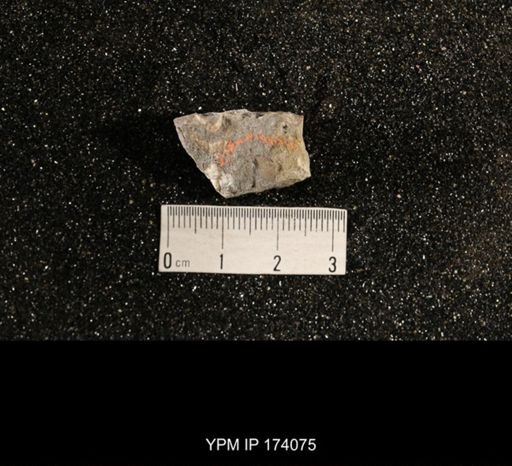 Phestia bellistriata