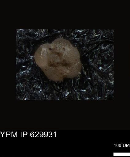 undet. Foraminiferida