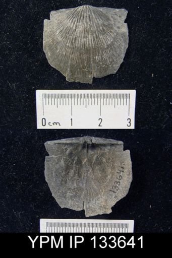 Stropheodonta demissa