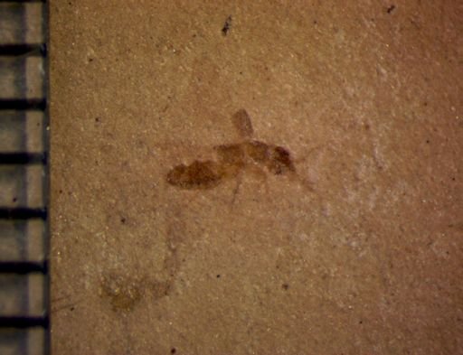 undet. Staphylinidae