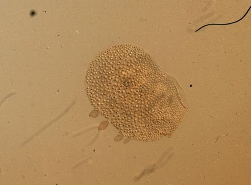 Lagisca floccosa