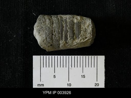 Kionoceras bellatulum