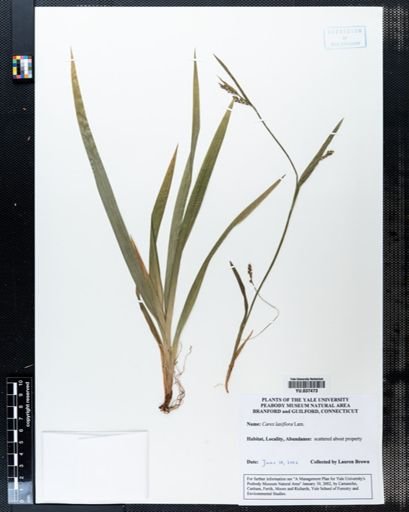 Carex laxiflora