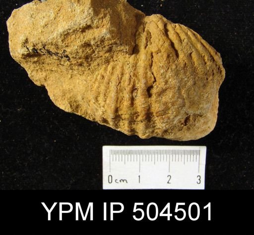 Costispirifer arenosus
