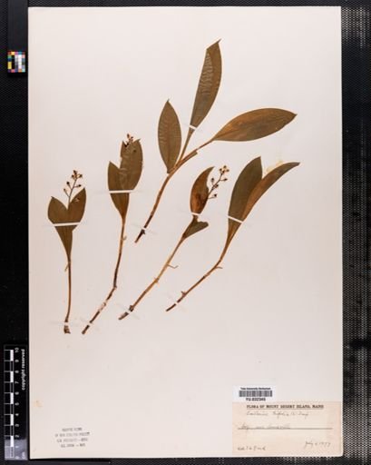 Maianthemum