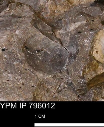 undet. Bivalvia