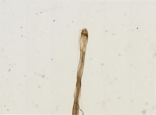 Myopsida
