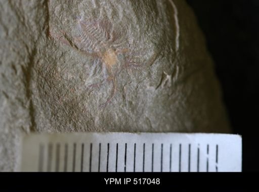 Marrellomorpha