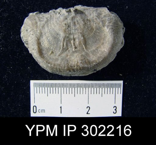 Leptaena sp.