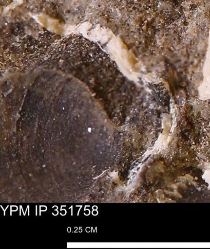 Limopsis striatopunctatus