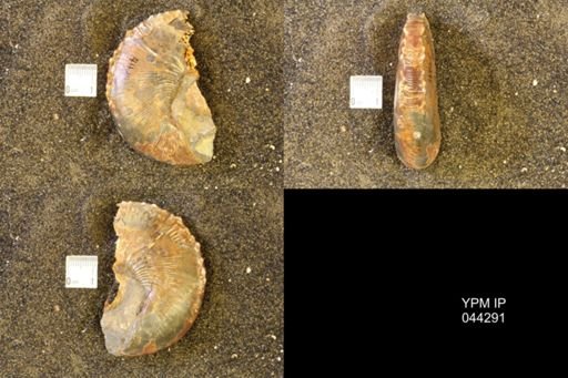 Hoploscaphites comprimus