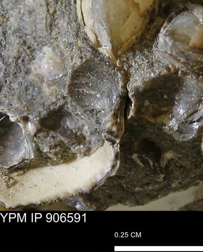 undet. Bivalvia