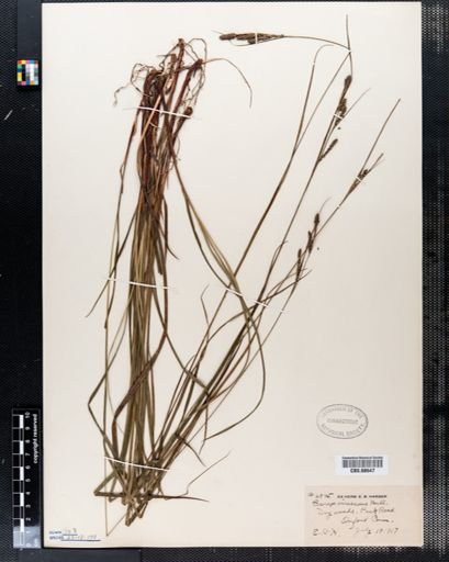 Carex virescens