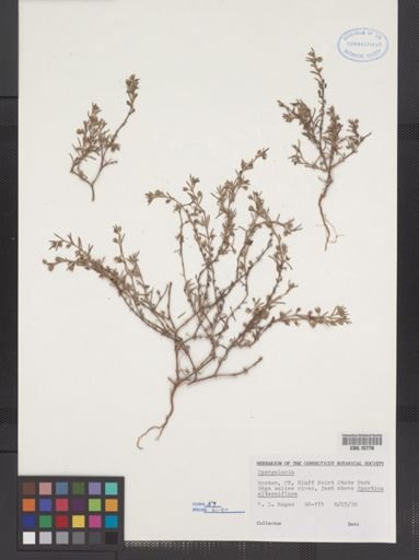 Spergularia marina