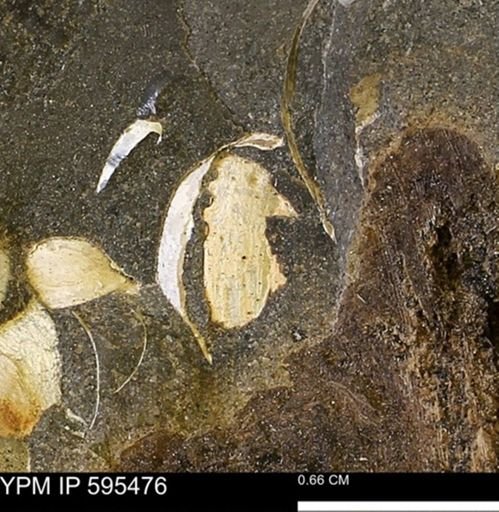 Protocardia sp.