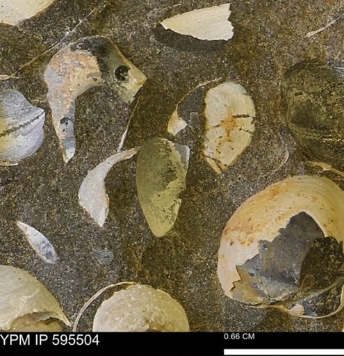Protocardia sp.