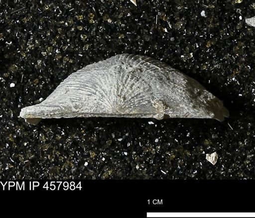 Strophodonta sp.