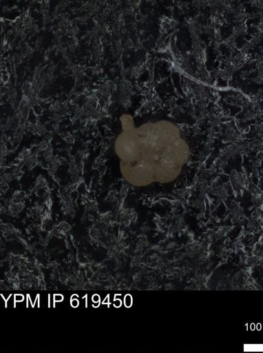 undet. Rugoglobigerinidae
