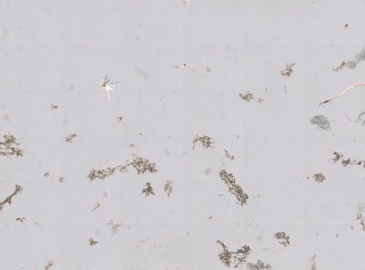 Neofibularia nolitangere