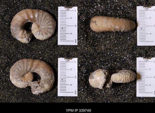 Scaphites whitfieldi