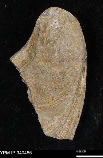 Ostrea glabra