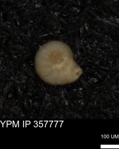 undet. Foraminiferida