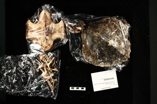 Lepidochelys kempii