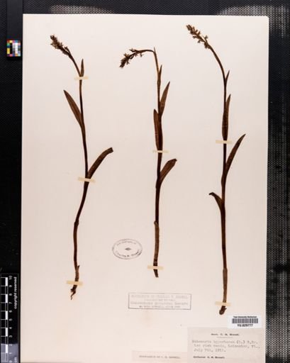 Habenaria