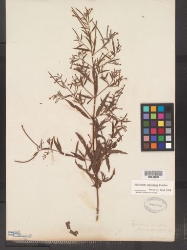 Epilobium coloratum