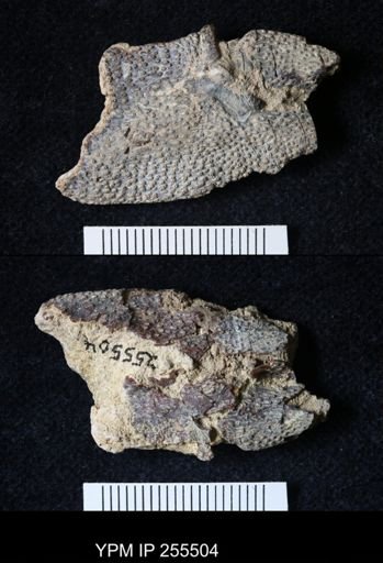 Pacifastacus chenoderma