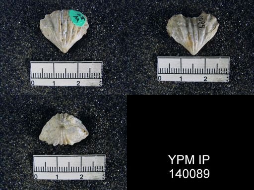 Rhynchonella sp.