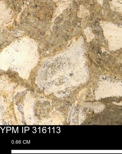 undet. Mollusca