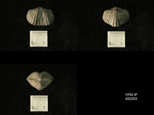 Platystrophia regularis