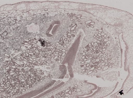 Crassostrea virginica