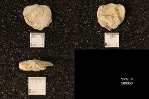 Dinorthis subquadrata
