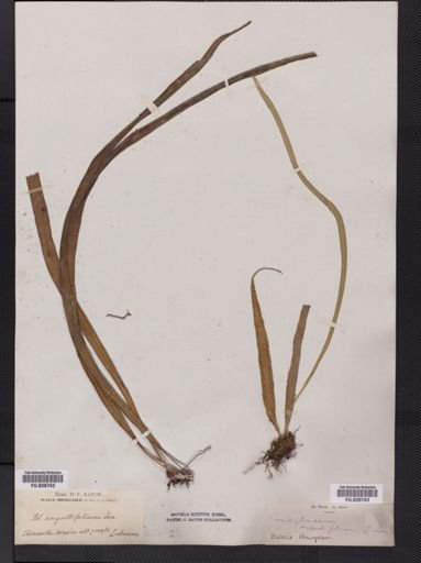 Polypodium