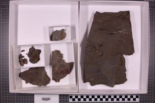 mixed taxa, stratigraphic collection