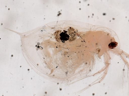 Daphnia barbata