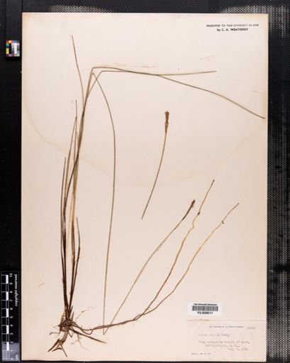 Carex exilis