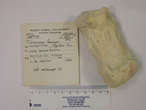 Teleoceras fossiger