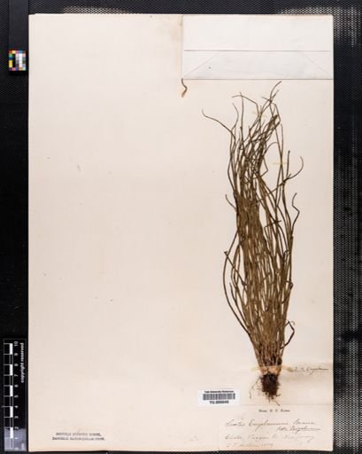 Isoetes engelmannii